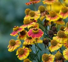 Dzielżan - charakterystyka i pielęgnacja