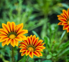 Gazania lśniąca