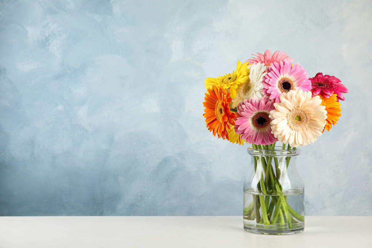 Gerbera - charakterystyka i pielęgnacja