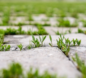 jak usunąć trawę z kostki brukowej