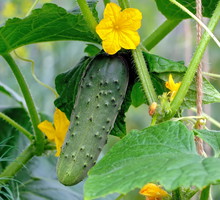 Kiedy przycinać boczne pędy ogórka?