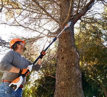 Pielęgnacja drzew jesienią