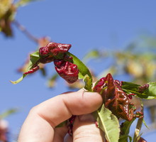 Usuwanie porażonych części roślin