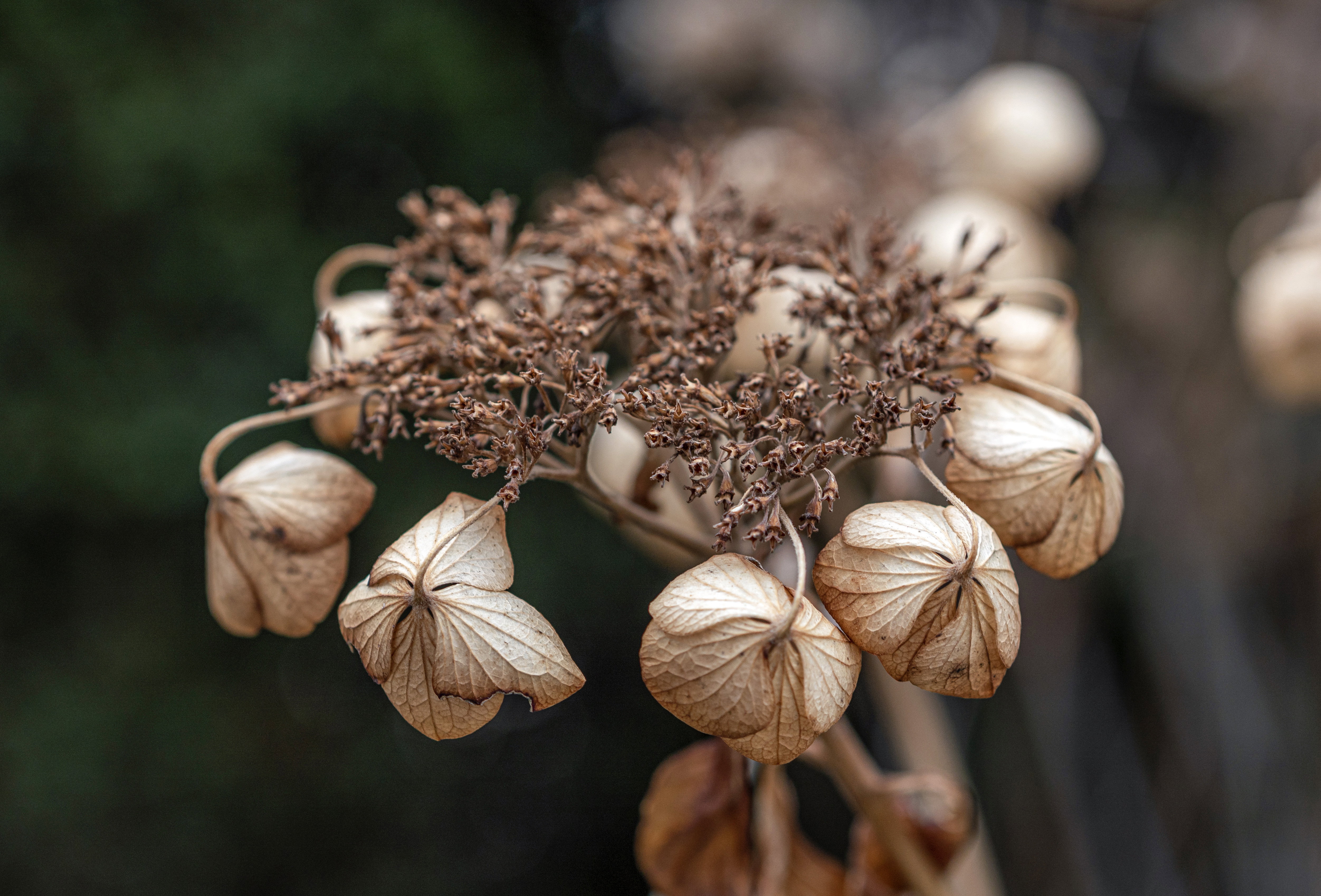 Zbieranie obumarłych kwiatostanów