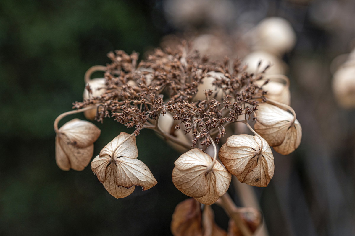 Zbieranie obumarłych kwiatostanów