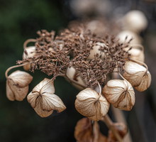 Zbieranie obumarłych kwiatostanów