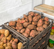 Praktyczny Ogrodnik: wybór owoców do przechowywania