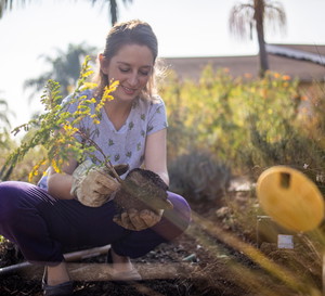 sadzenie drzew jesienią