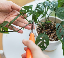 Jak pielęgnować rośliny doniczkowe?