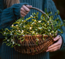 Jemioła na szczęście