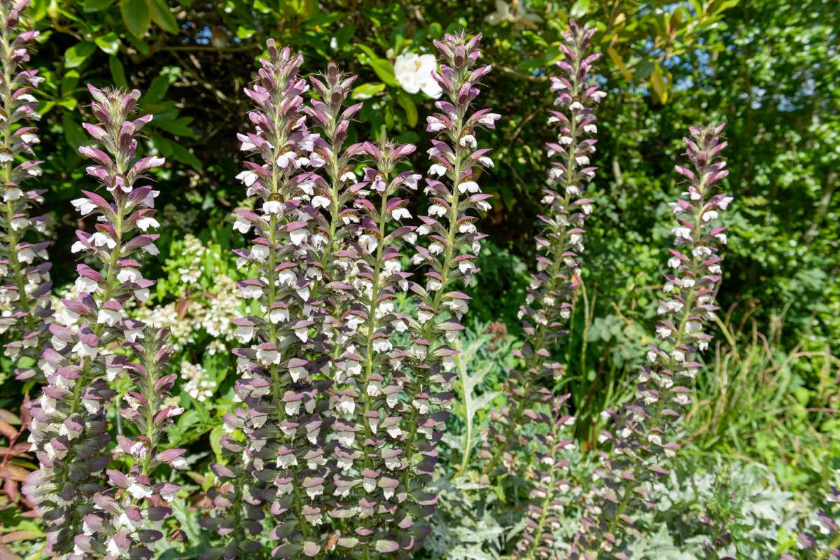 Acanthus mollis