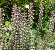 Acanthus mollis