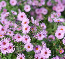 Aster Krzaczasty