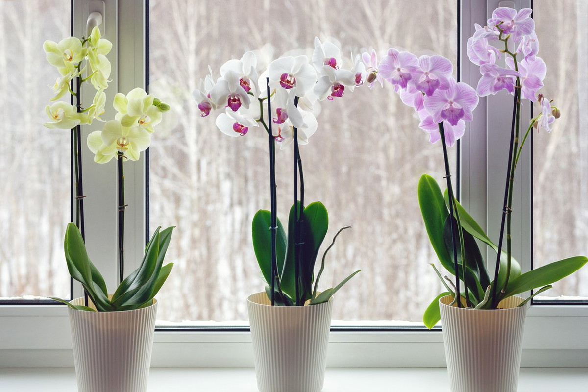 Orchidea storczyk