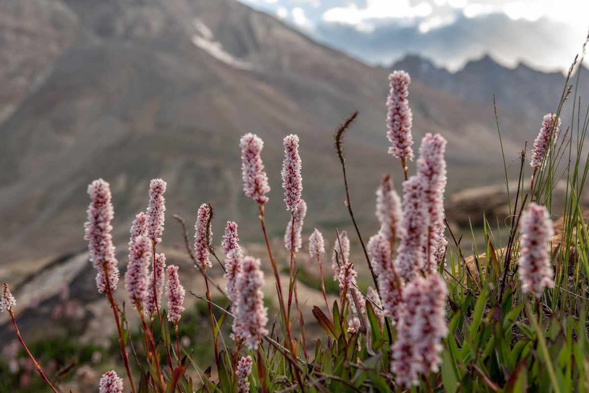 Polygonum affine