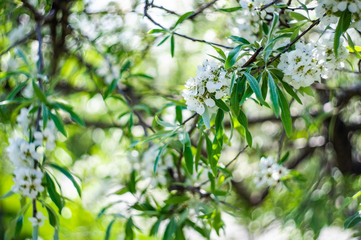 Pyrus salicifolia