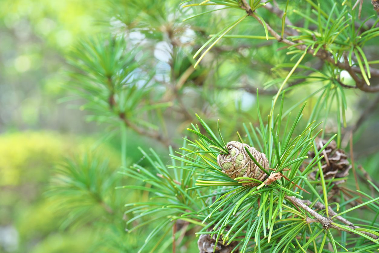 Sciadopitys verticillata