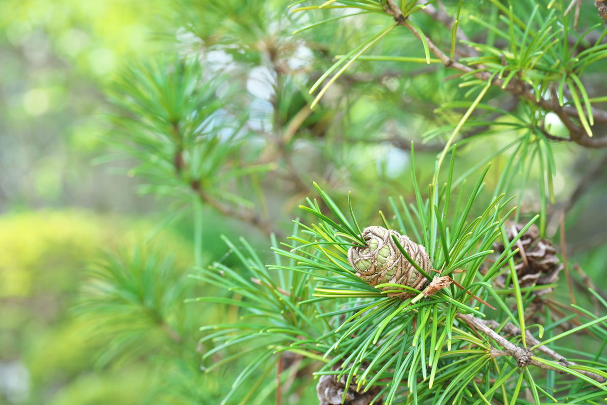 Sciadopitys verticillata