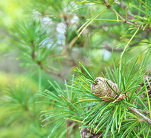 Sciadopitys verticillata