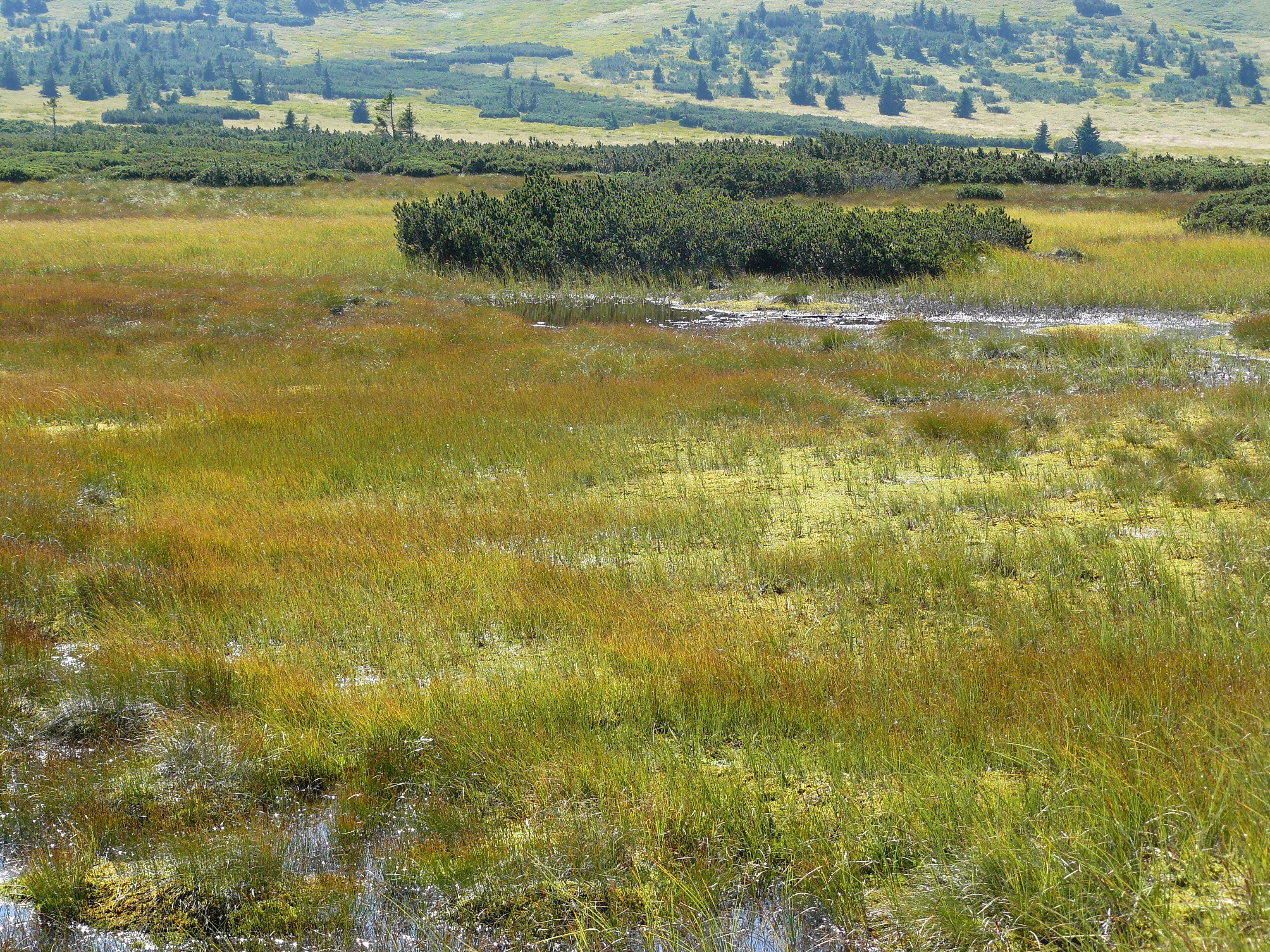 Torfowisko w Karkonoszach