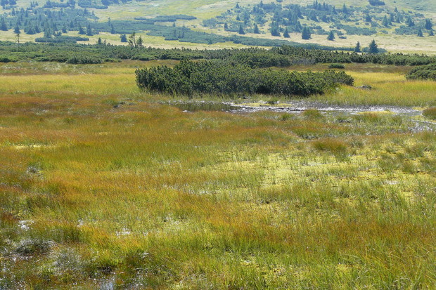 Torfowisko w Karkonoszach