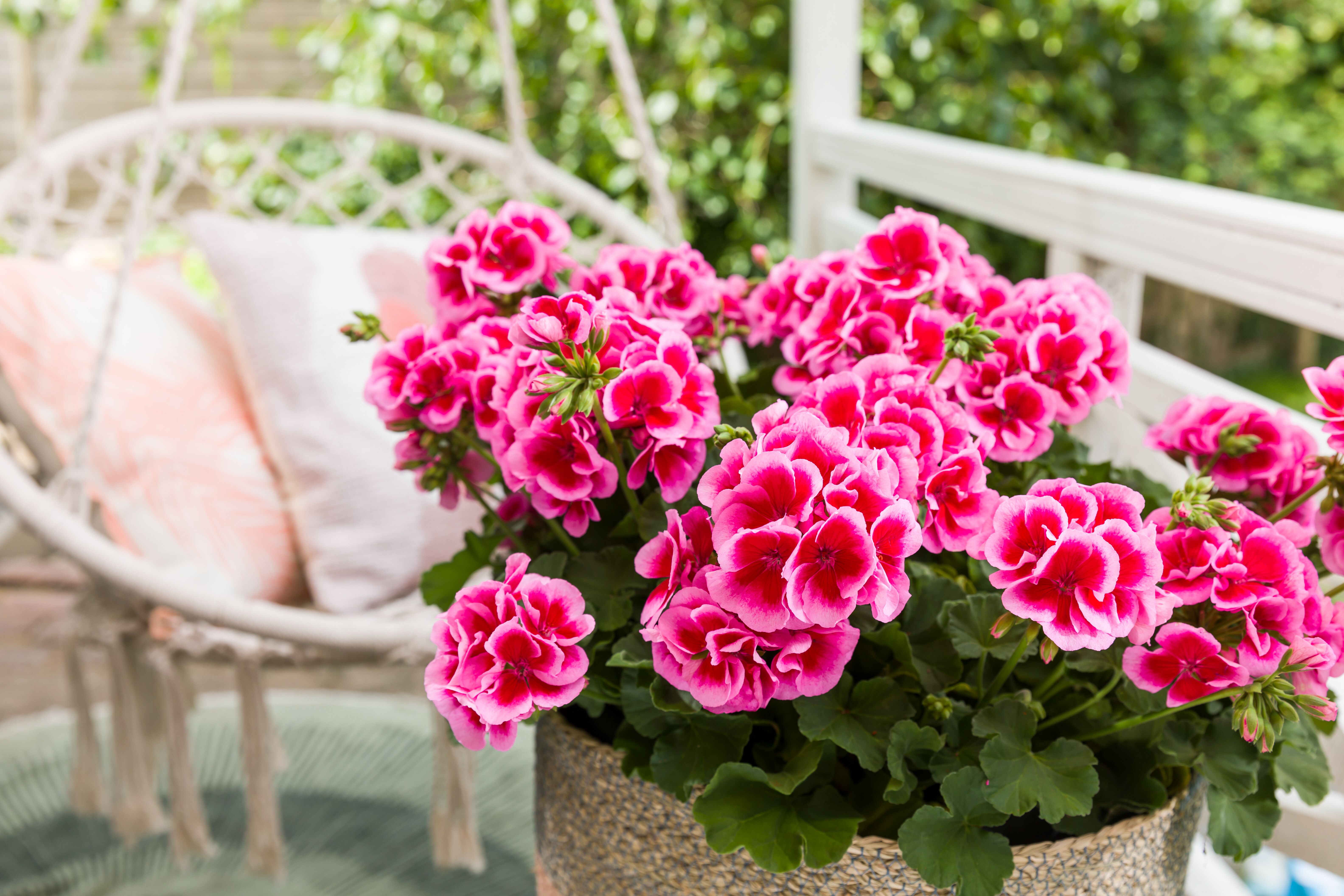 Calliope® – królowa balkonów i tarasów