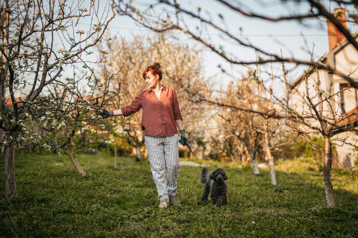 Ogród - drzewa i drzewka owocowe