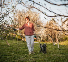 Ogród - drzewa i drzewka owocowe