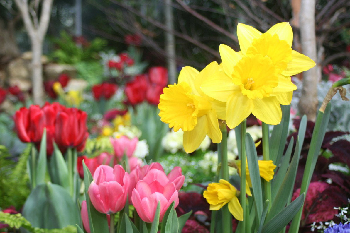 Tulipany hiacynty