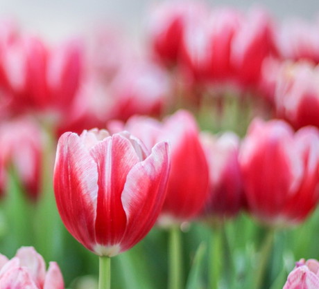 Tulipany
