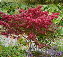 Trzmielina oskrzydlona