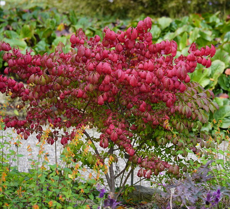 Trzmielina oskrzydlona