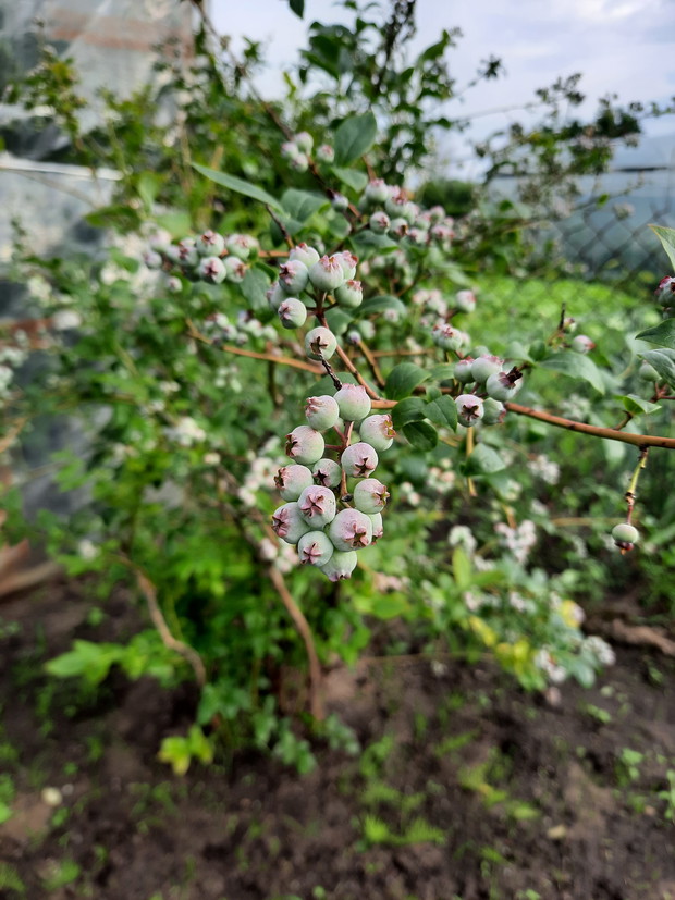 Ale będzie borówek!