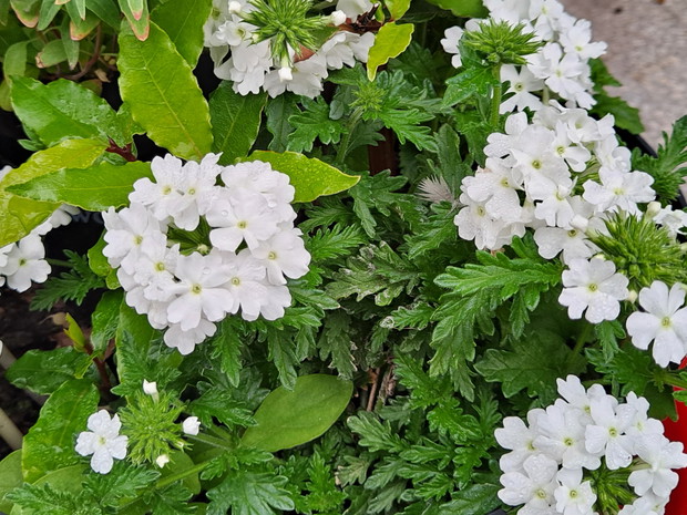 Biała werbena pośród ziela angielskiego