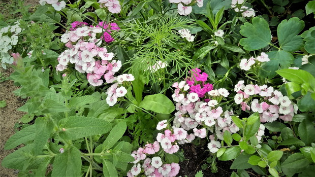 Cegiełki, inaczej gożdzik brodaty