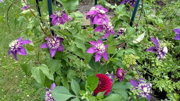 Clematis Taiga