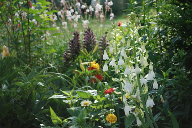 Galtonia, cynia, akant i gaura