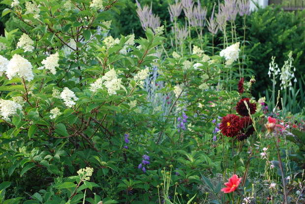 Hortensja, dalie, galtonia i przetacznikowiec