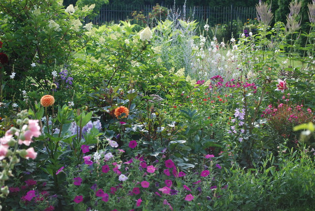 Hortensja, dalie, petunie i przetacznikowiec