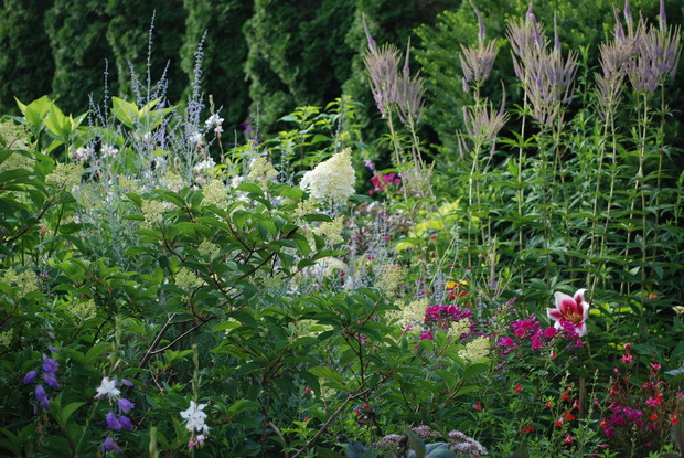 Hortensja i przetacznikowiec