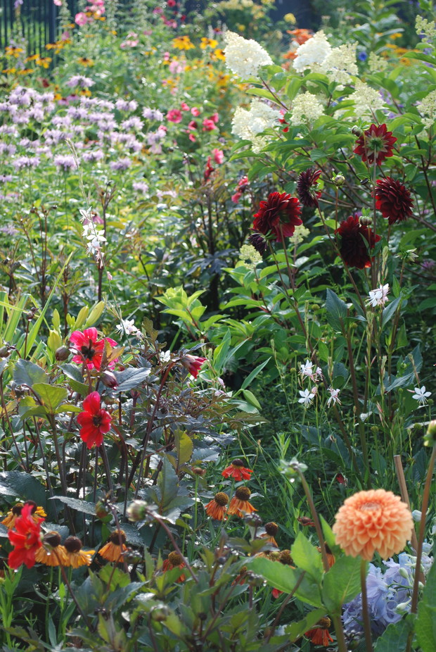 Hortensje, dalie i pysznoglowki