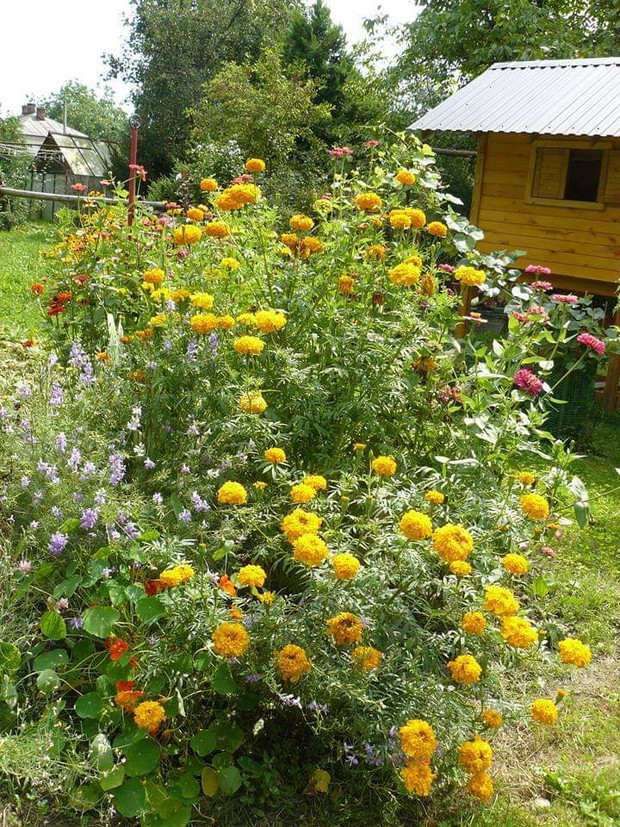 Jednoroczne przy domku dla dzieci