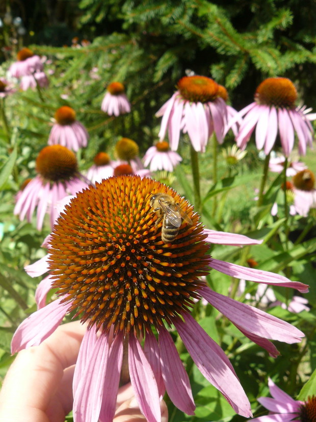 Jeżówki z pszczołami