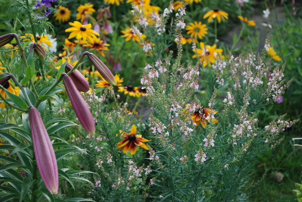 Lnica, lilia i rudbekia