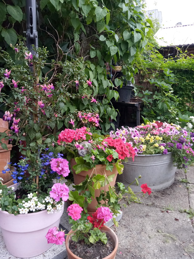 Pelargonie i surfinie