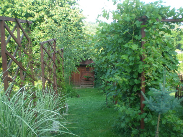 Pergole z winoroślami