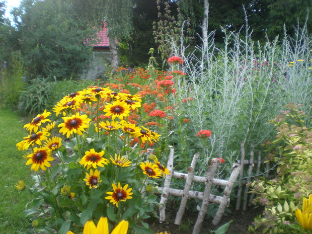 Perowskia i rudbekie