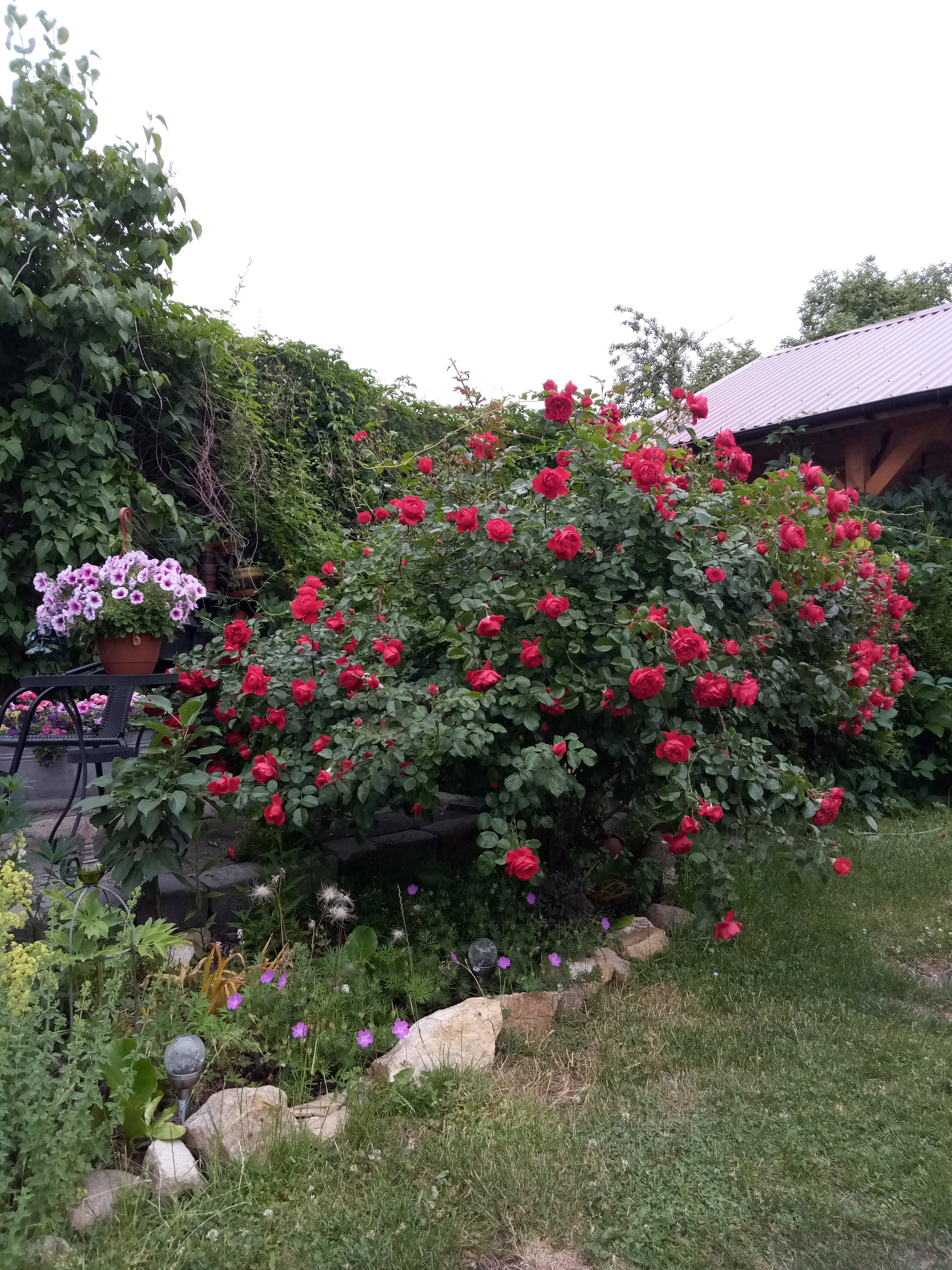 Piękna róża pnąca Florentina z ADRem