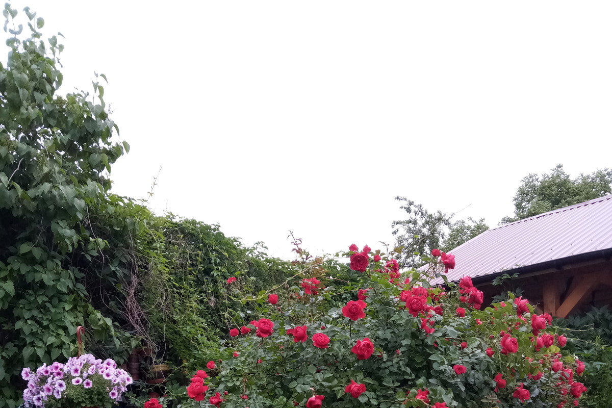 Piękna róża pnąca Florentina z ADRem