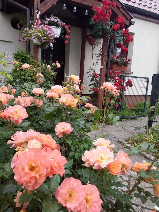 Pięknie pachnące morelowe róże Westerland i róża Roter Korsarz z ADRem  i czer